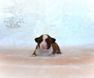 Miniature Bull Terrier Puppy for sale in Artemida, Attica, Greece