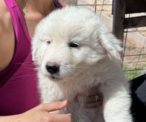 Medium Photo #8 Great Pyrenees Puppy For Sale in CREEDMOOR, TX, USA
