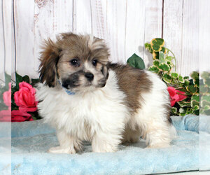 Lhasa Apso Puppy for sale in PENNS CREEK, PA, USA