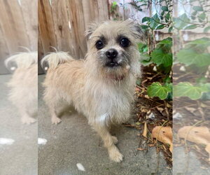 Trixie - Female Mutt Dog for Adoption - Photo #3