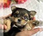 Small #3 Morkie