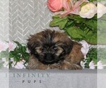 Small #1 Shih Tzu