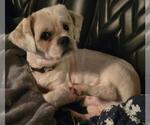 Small #3 Shih Tzu