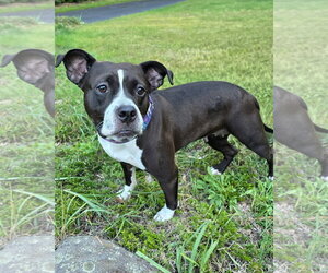 Maddie - Female American Pit Bull Terrier Dog for Adoption - Photo #4