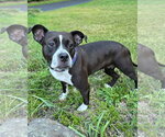 Small Photo #4 American Pit Bull Terrier Puppy For Sale in Westminster, MA, USA