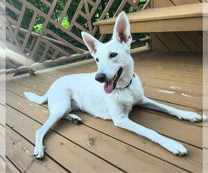 Clover - Female - Mix Dog for Adoption - Photo #4