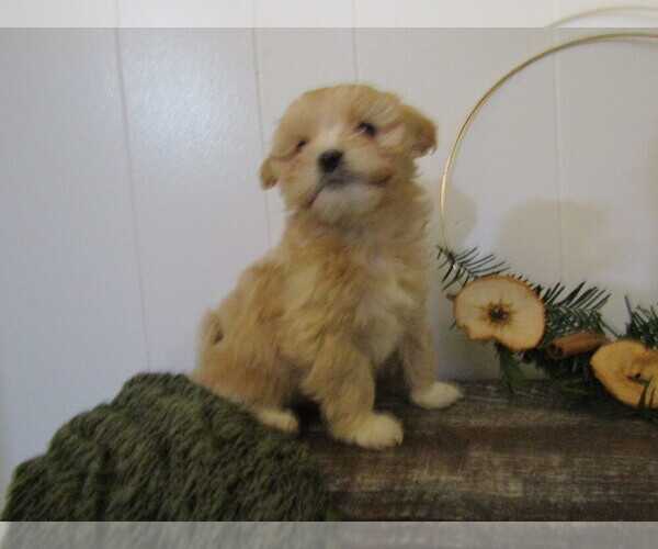 Medium Photo #26 Maltipoo Puppy For Sale in SUGARCREEK, OH, USA