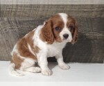 Small #3 Cavalier King Charles Spaniel