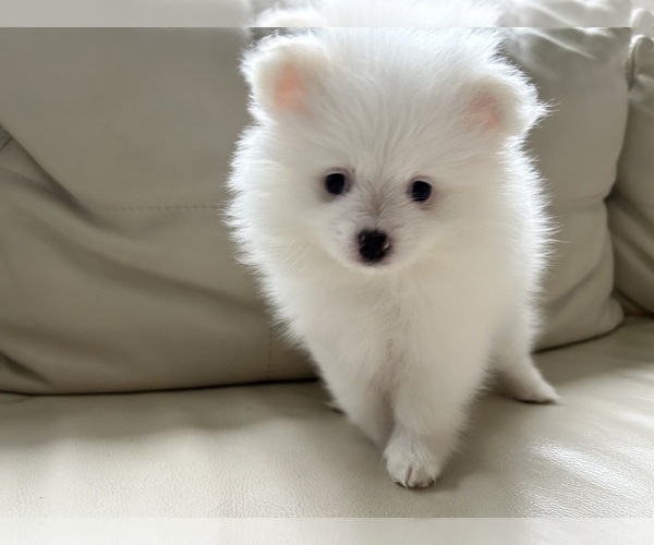 Medium Photo #16 Pomeranian Puppy For Sale in DES MOINES, WA, USA