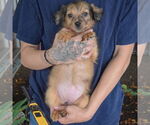 Small #3 Australian Shepherd Mix