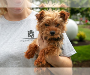 Father of the Shorkie Tzu puppies born on 05/26/2025