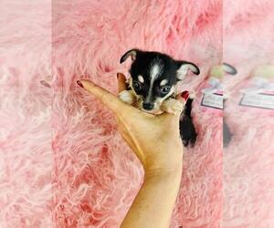 Chihuahua Puppy for sale in BOSTON, MA, USA