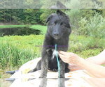 Small #6 German Shepherd Dog