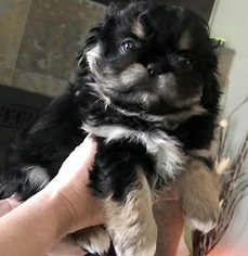 Peke-A-Poo-Pekingese Mix Puppy for sale in SHADY COVE, OR, USA