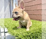 Small Photo #100 French Bulldog Puppy For Sale in CHICAGO, IL, USA