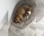 Small #4 American Pit Bull Terrier