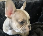 Small Photo #1 French Bulldog Puppy For Sale in KENDALL PARK, NJ, USA