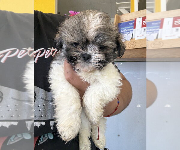 Medium Photo #3 Shih Tzu Puppy For Sale in Studio City, CA, USA