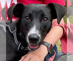 Small #16 Labrador Retriever Mix