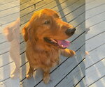 Small #2 Golden Retriever
