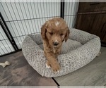Small #4 Goldendoodle
