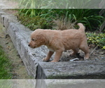 Small #2 Golden Retriever