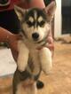 Small #8 Siberian Husky