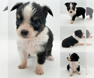 Miniature Australian Shepherd Puppy for sale in BROOKER, FL, USA