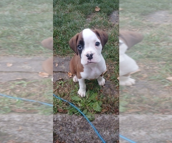 Medium Photo #2 Boxer Puppy For Sale in TROUPSBURG, NY, USA