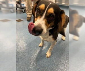 Beagle Dogs for adoption in Pearland, TX, USA