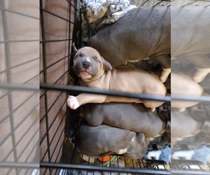 American Pit Bull Terrier Puppy for sale in NAMPA, ID, USA