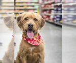 Small Golden Retriever Mix