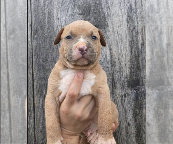 Medium Photo #1 American Pit Bull Terrier-Catahoula Leopard Dog Mix Puppy For Sale in Frankenmuth, MI, USA