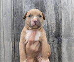 Small American Pit Bull Terrier-Catahoula Leopard Dog Mix