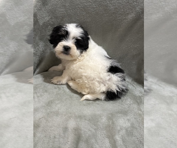 Medium Photo #1 Mal-Shi Puppy For Sale in DINWIDDIE, VA, USA
