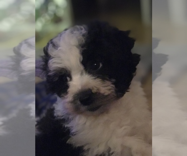 Medium Photo #15 Poodle (Miniature)-Zuchon Mix Puppy For Sale in BOWLING GREEN, KY, USA