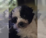 Small Photo #15 Poodle (Miniature)-Zuchon Mix Puppy For Sale in BOWLING GREEN, KY, USA