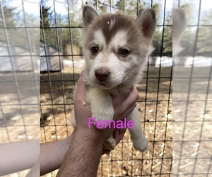 Siberian Husky Puppy for sale in ATHOL, ID, USA
