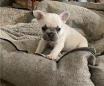 Small Photo #6 French Bulldog Puppy For Sale in DEER TRAIL, CO, USA