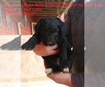 Small Photo #5 Aussiedoodle Puppy For Sale in OSCEOLA, MO, USA