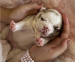 Small #4 French Bulldog