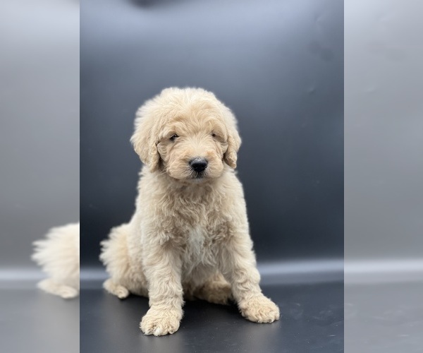 Medium Photo #2 Goldendoodle Puppy For Sale in MARYVILLE, MO, USA