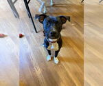 Small #2 American Pit Bull Terrier Mix