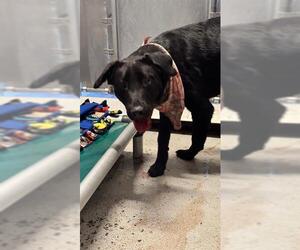 Labrador Retriever Dogs for adoption in Redlands, CA, USA