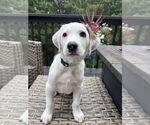 Small #1 Mutt