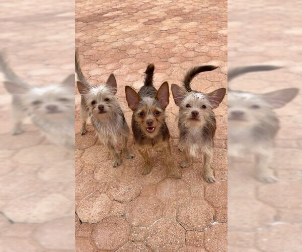 Medium Photo #4 Mutt Puppy For Sale in Weston, FL, USA