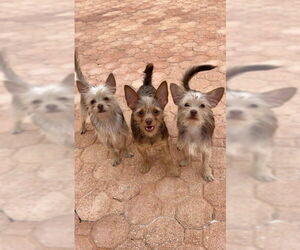 Ian - Male Mutt Dog for Adoption - Photo #4
