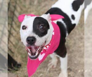 American Staffordshire Terrier-Unknown Mix Dogs for adoption in San Antonio, TX, USA