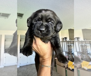 Labrador Retriever Puppy for sale in YUCAIPA, CA, USA