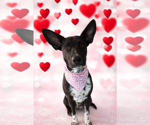 Disco Cowboy - courtesy post - Male Labrador Retriever-Unknown Mix Dog for Adoption - Photo #2